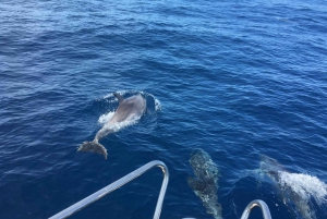 From Port Alcudia: Day Sailing Trip Cap de Formentor