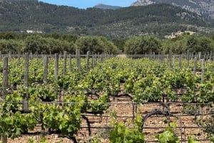 Excursão de 1 dia: E-scooter e Wine Experience Mallorca