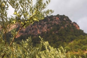 Wycieczka całodniowa: Hulajnoga elektryczna i doświadczenie z winem na Majorce