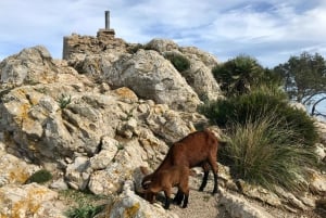 Hiking on Alcúdia Peninsula