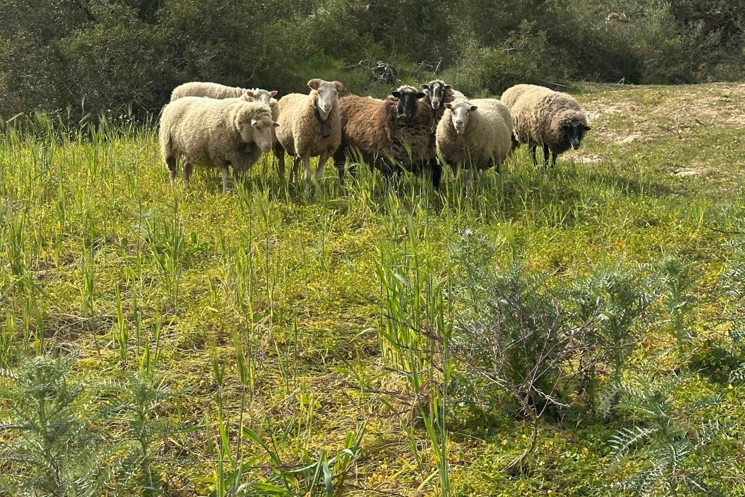 Wycieczka piesza z bajecznym widokiem na dawny klasztor Sant Salvador 3-4 godz.