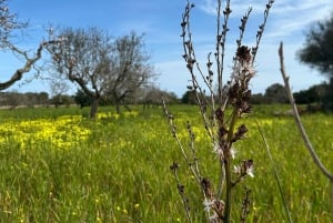 Hiking tour with a dream view of the former monastery of Sant Salvador, 3-4 hours.