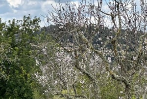 Hiking tour with a dream view of the former monastery of Sant Salvador, 3-4 hours.