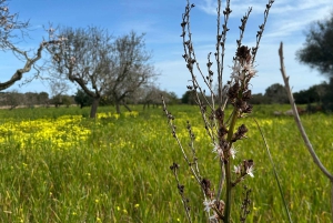 Wycieczka piesza z bajecznym widokiem na dawny klasztor Sant Salvador 3-4 godz.