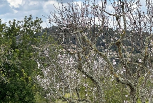 Wycieczka piesza z bajecznym widokiem na dawny klasztor Sant Salvador 3-4 godz.