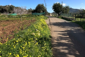 Wycieczka piesza z bajecznym widokiem na dawny klasztor Sant Salvador 3-4 godz.