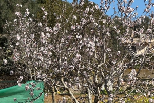 Wycieczka piesza z bajecznym widokiem na dawny klasztor Sant Salvador 3-4 godz.