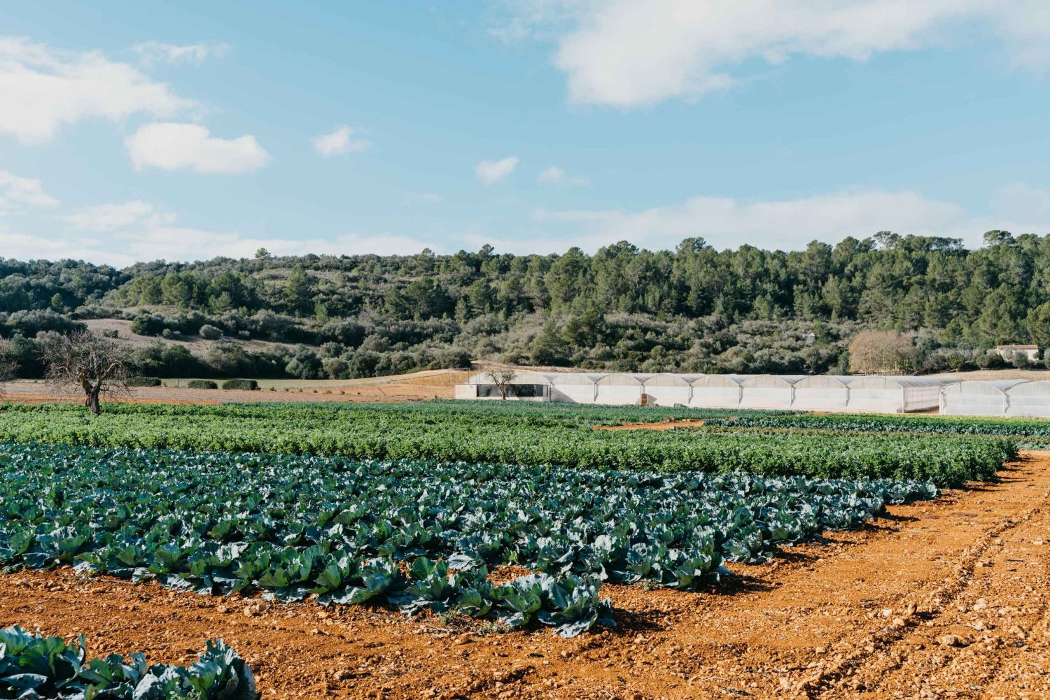 Hort de Sa Vall: Guided tour of the crops and outdoor dinner