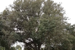 INTENSIVE CHIROMASSAGE WORKSHOP