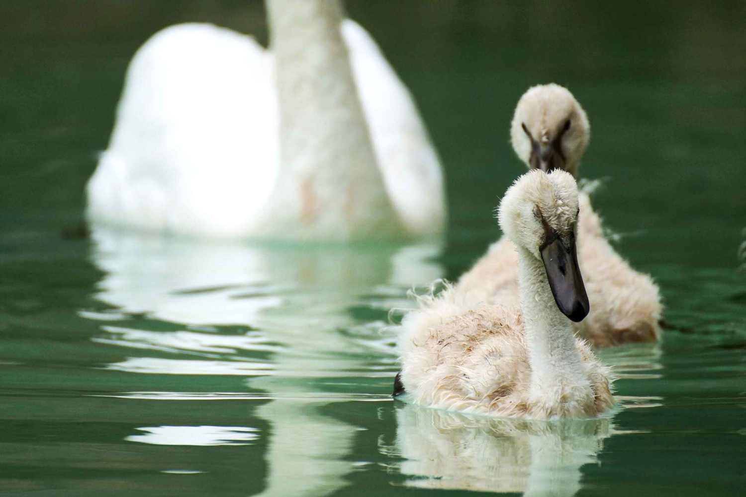 La Almudaina Palace Inträdesbiljett
