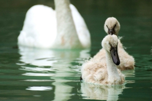 La Almudaina Palace Inträdesbiljett