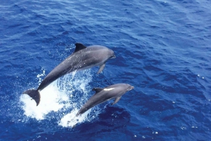 Mallorca: 3-Hour Afternoon Dolphin Watching Boat Tour