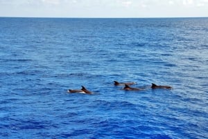 Mallorca: 3-Hour Afternoon Dolphin Watching Boat Tour