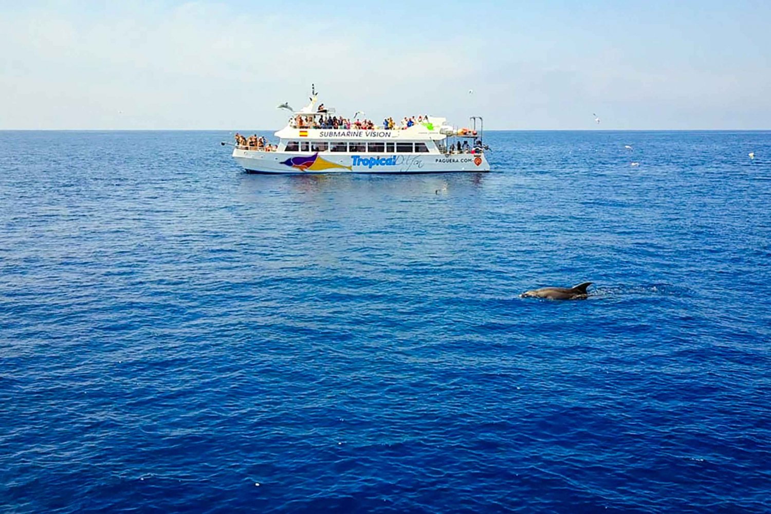 Mallorca: Dolphin Watching Cruise