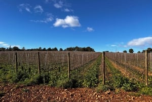 Mallorca - viininystävien paratiisi