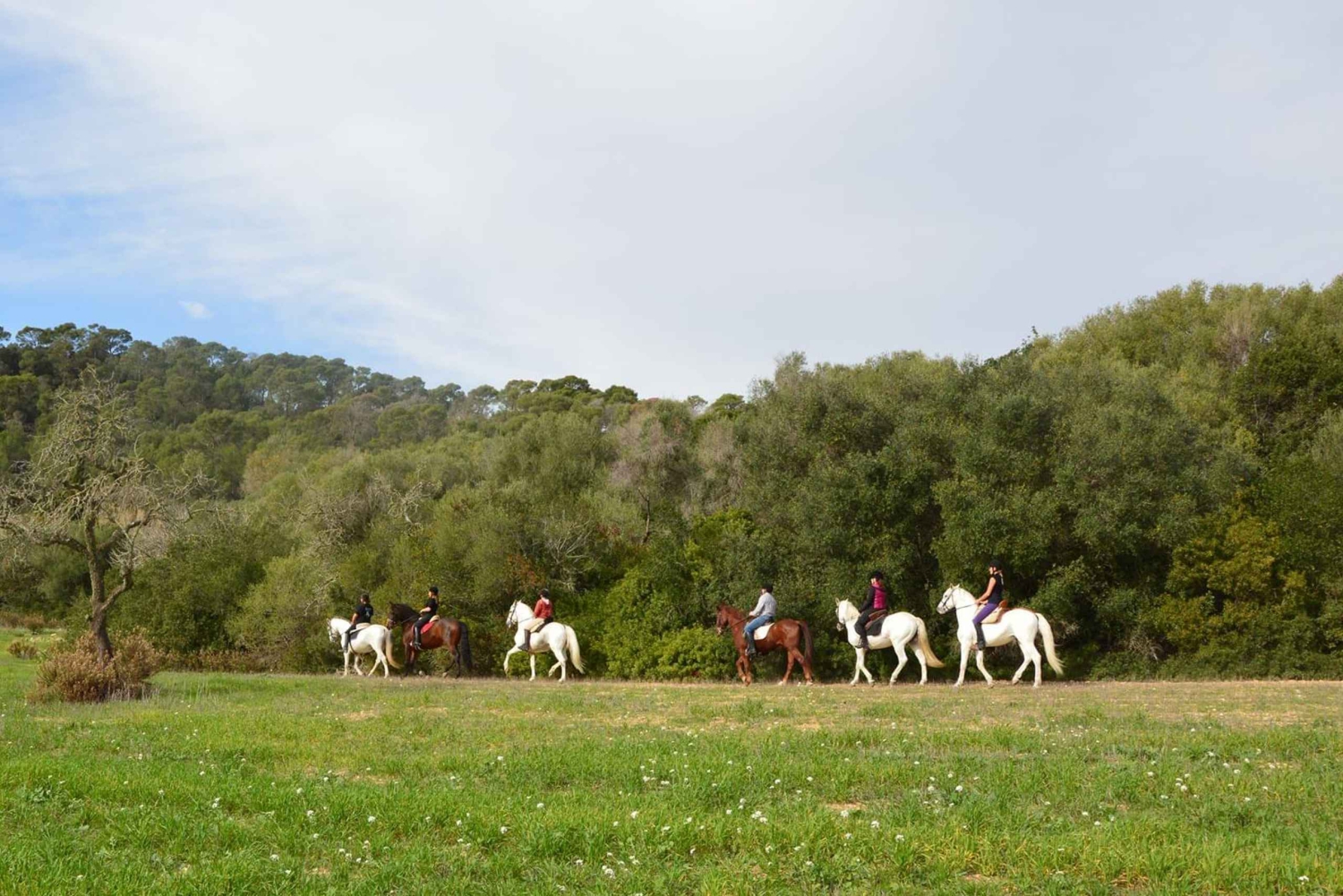 マヨルカ島：アクティビティ、アンティーク マヨルカ島、ピクニック付き