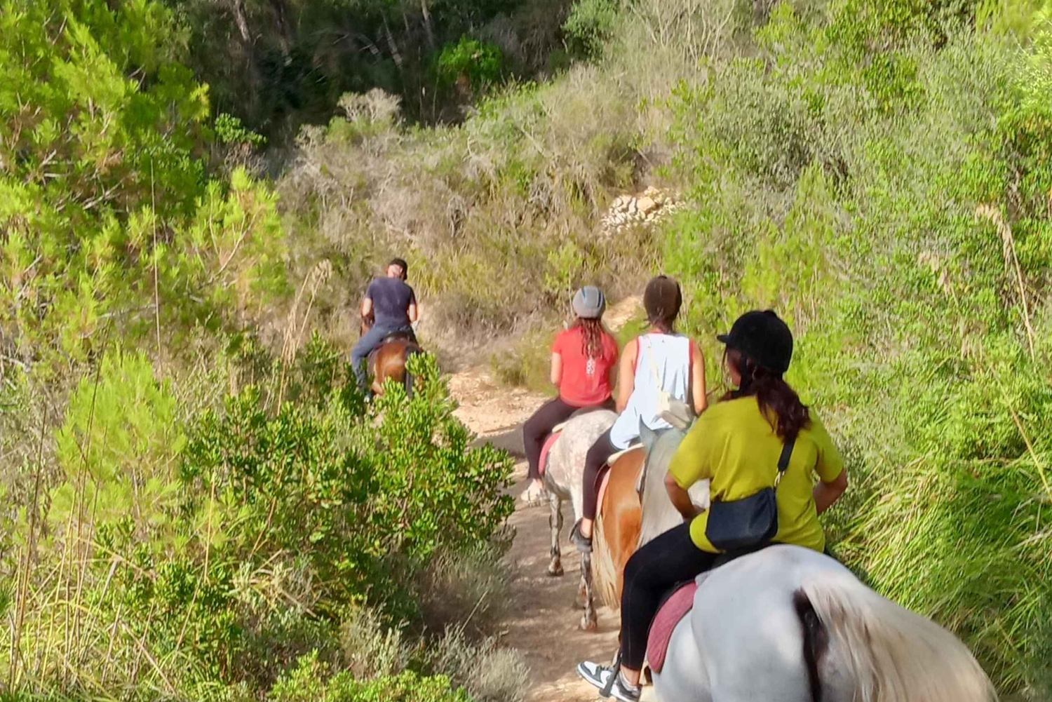 マヨルカ島：アクティビティ、アンティーク マヨルカ島、ピクニック付き