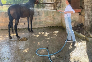 Mallorca: Activity, Antique Mallorca with Picnic