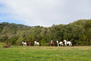 マヨルカ島：アクティビティ、アンティーク マヨルカ島、ピクニック付き
