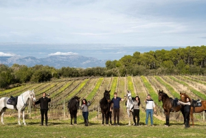 マヨルカ島：アクティビティ、アンティーク マヨルカ島、ピクニック付き
