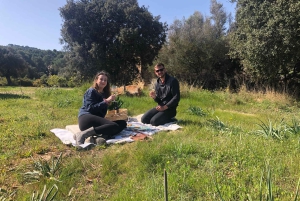 マヨルカ島：アクティビティ、アンティーク マヨルカ島、ピクニック付き