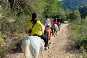 マヨルカ島：アクティビティ、アンティーク マヨルカ島、ピクニック付き