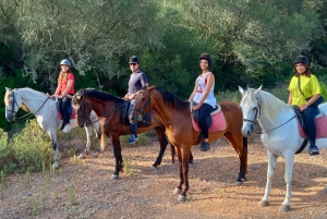 マヨルカ島：アクティビティ、アンティーク マヨルカ島、ピクニック付き