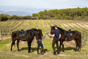 マヨルカ島：アクティビティ、アンティーク マヨルカ島、ピクニック付き