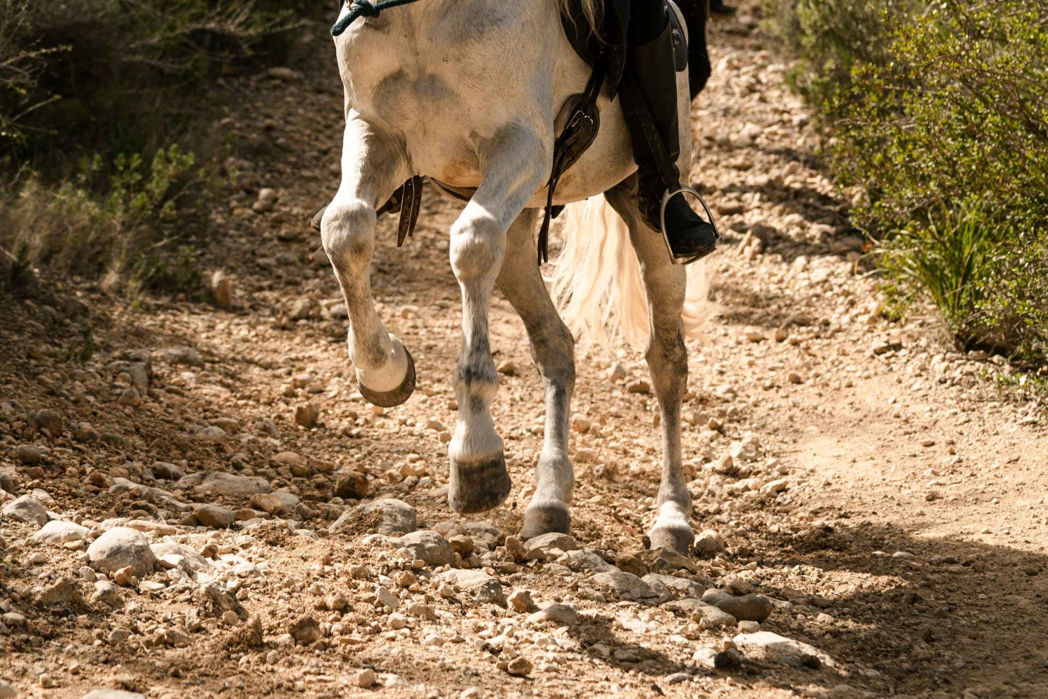 Mallorca: Aktivitet med hästar, Antika Mallorca