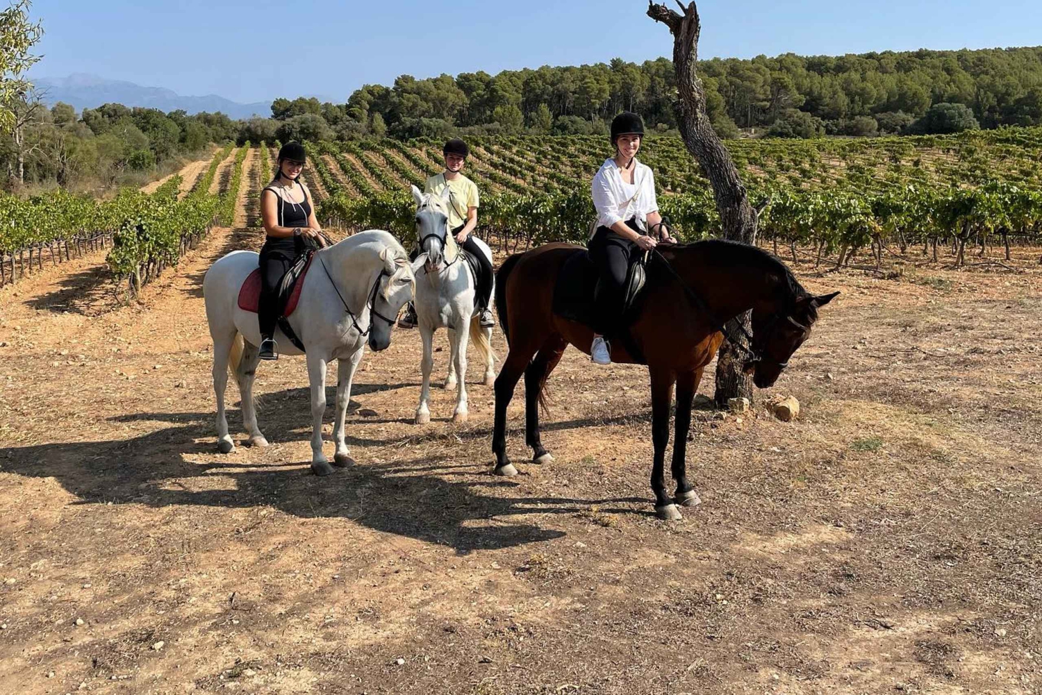 Mallorca: Aktivitet med hästar, Antika Mallorca