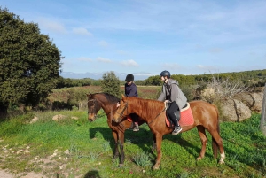 Mallorca: Aktivitet med hästar, Antika Mallorca
