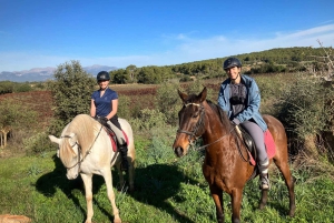 Mallorca: Aktivitet med hästar, Antika Mallorca