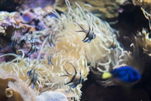 Mallorca: Admission Tickets for Marineland Mallorca