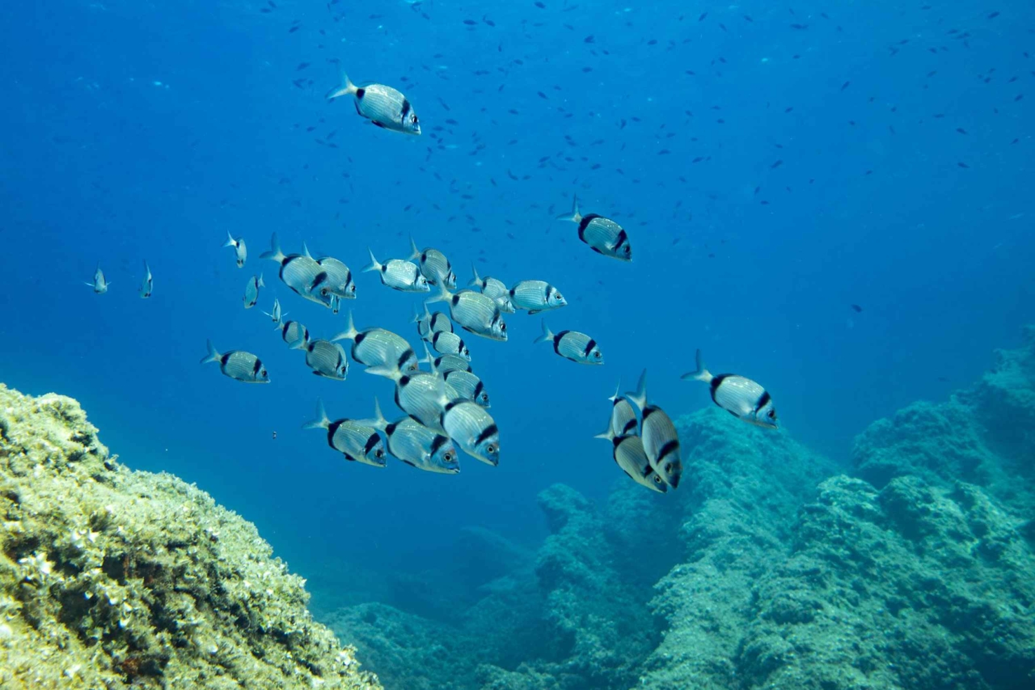 Майорка: приключенческий дайвинг (без лицензии - в спокойный межсезонье)