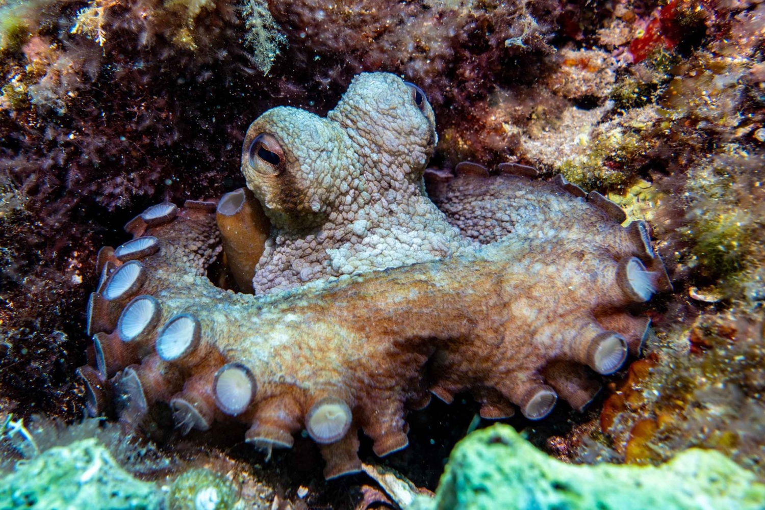 Майорка: приключенческий дайвинг (без лицензии - в спокойный межсезонье)