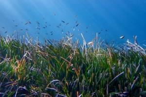 Майорка: приключенческий дайвинг (без лицензии - в спокойный межсезонье)