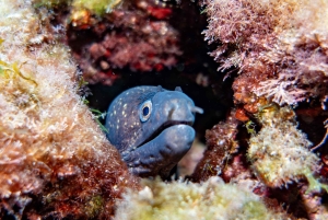 Майорка: приключенческий дайвинг (без лицензии - в спокойный межсезонье)