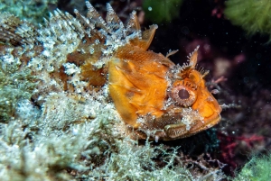 Майорка: приключенческий дайвинг (без лицензии - в спокойный межсезонье)