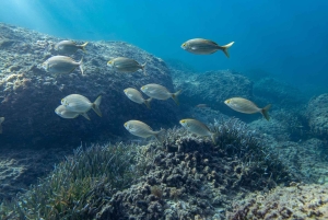 Майорка: приключенческий дайвинг (без лицензии - в спокойный межсезонье)