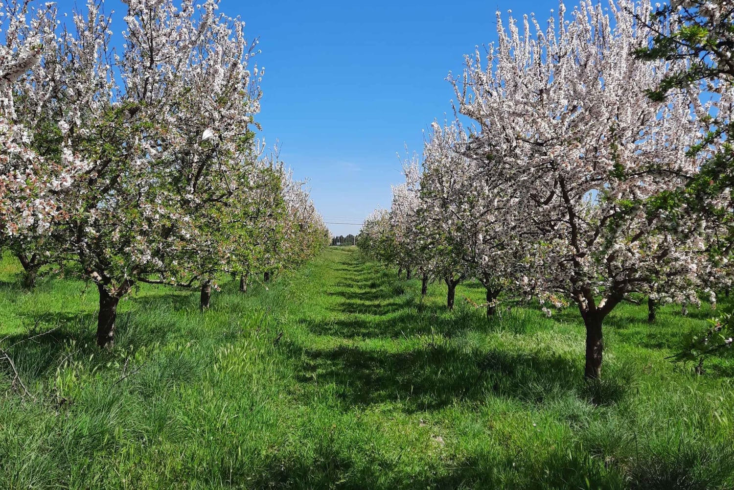 Mallorca: Minibussikierros mantelinkukkien keskellä – SAKSAKSIEN OPPAAN KANSSA