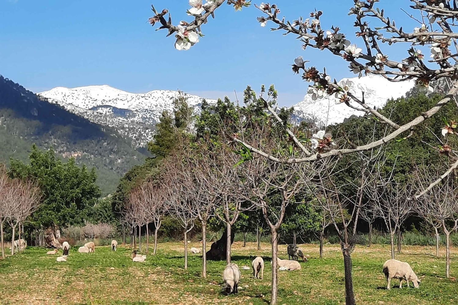 Mallorca: Minibussikierros mantelinkukkien keskellä – SAKSAKSIEN OPPAAN KANSSA