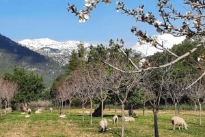 Mallorca: Minibussikierros mantelinkukkien keskellä – SAKSAKSIEN OPPAAN KANSSA