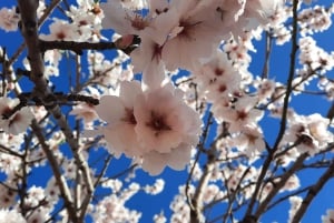 Mallorca: Minibussikierros mantelinkukkien keskellä – SAKSAKSIEN OPPAAN KANSSA