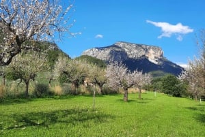 Mallorca: Minibussikierros mantelinkukkien keskellä – SAKSAKSIEN OPPAAN KANSSA