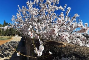 Mallorca: Minibussikierros mantelinkukkien keskellä – SAKSAKSIEN OPPAAN KANSSA