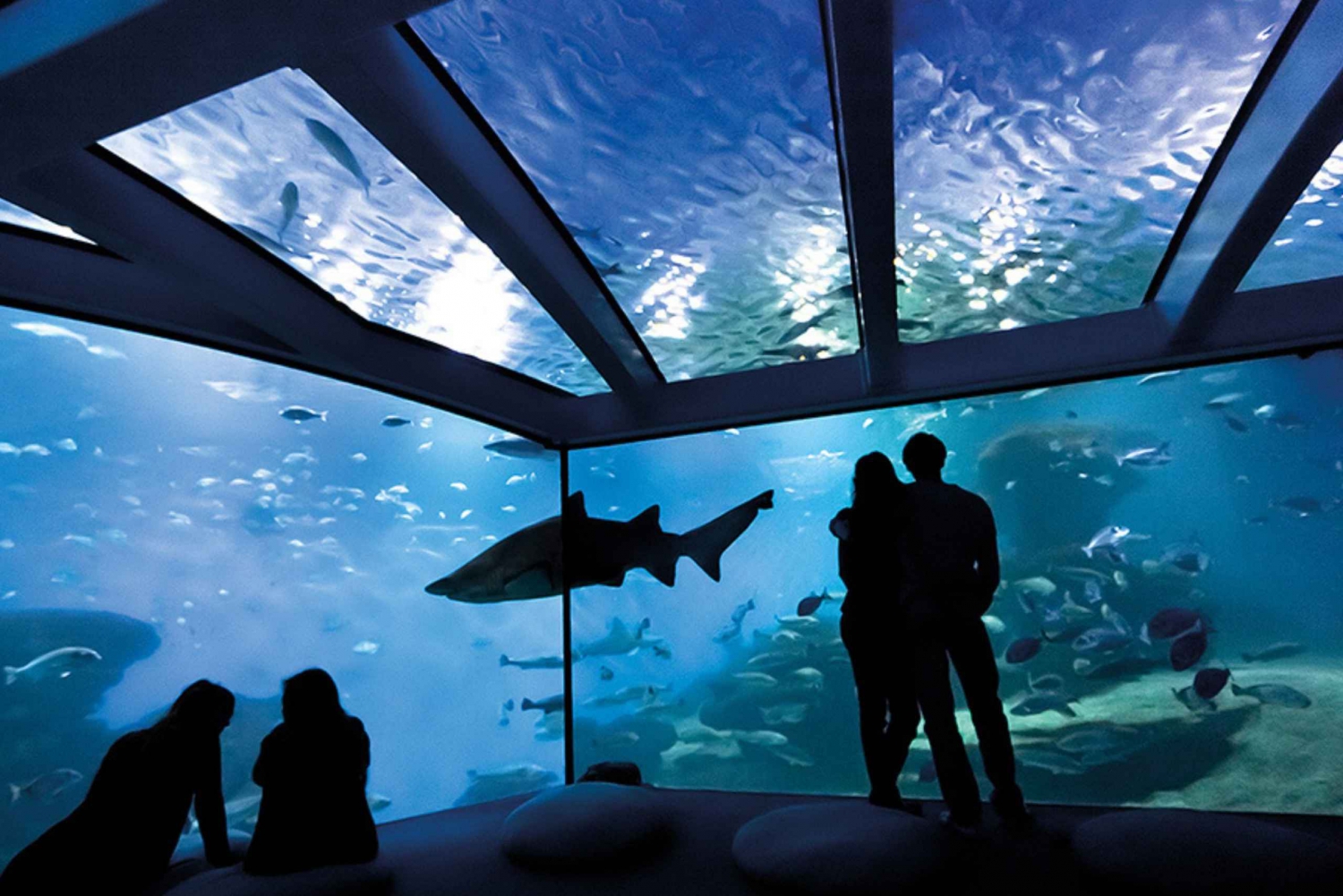 Mallorca: Aquarium Ticket, Backstage, and Shark Vision Boat