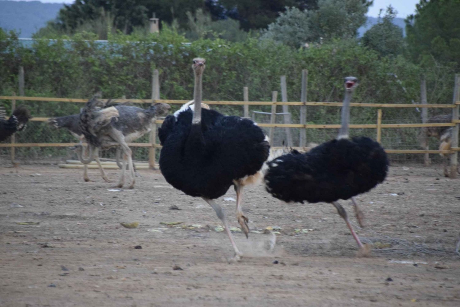 Mallorca: Artestruz - Ostrich Farm Ticket Entrance