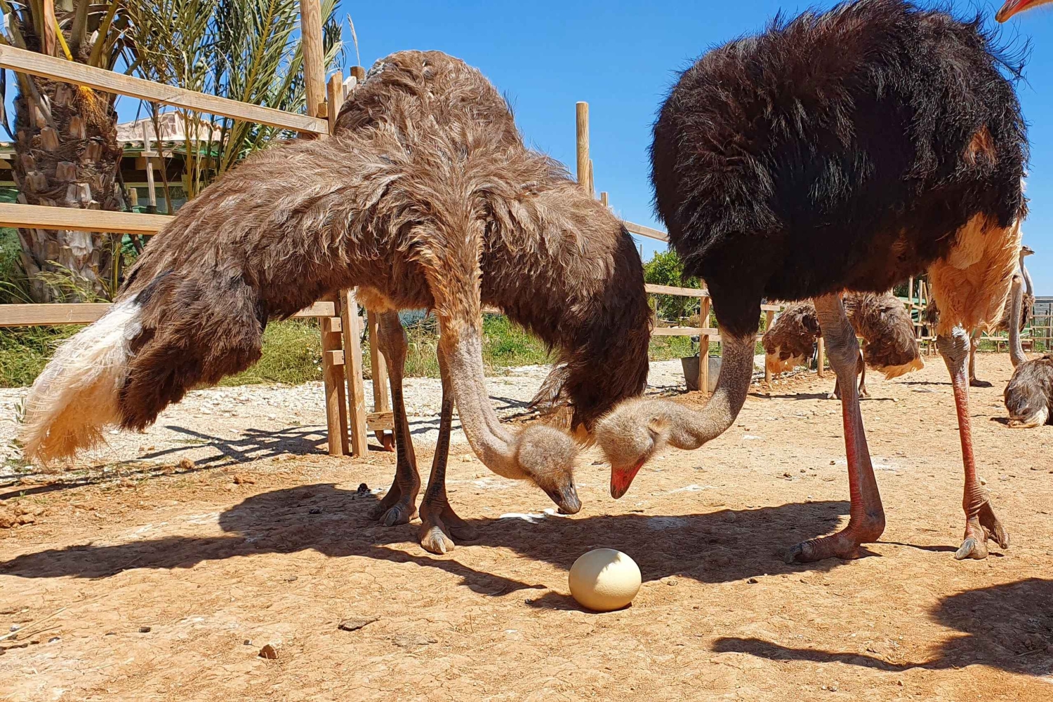 マヨルカ島：アルテストルズ - ダチョウ牧場のチケット入場