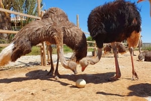 Mallorca: Artestruz - Ostrich Farm Ticket Entrance