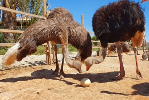 マヨルカ島：アルテストルズ - ダチョウ牧場のチケット入場